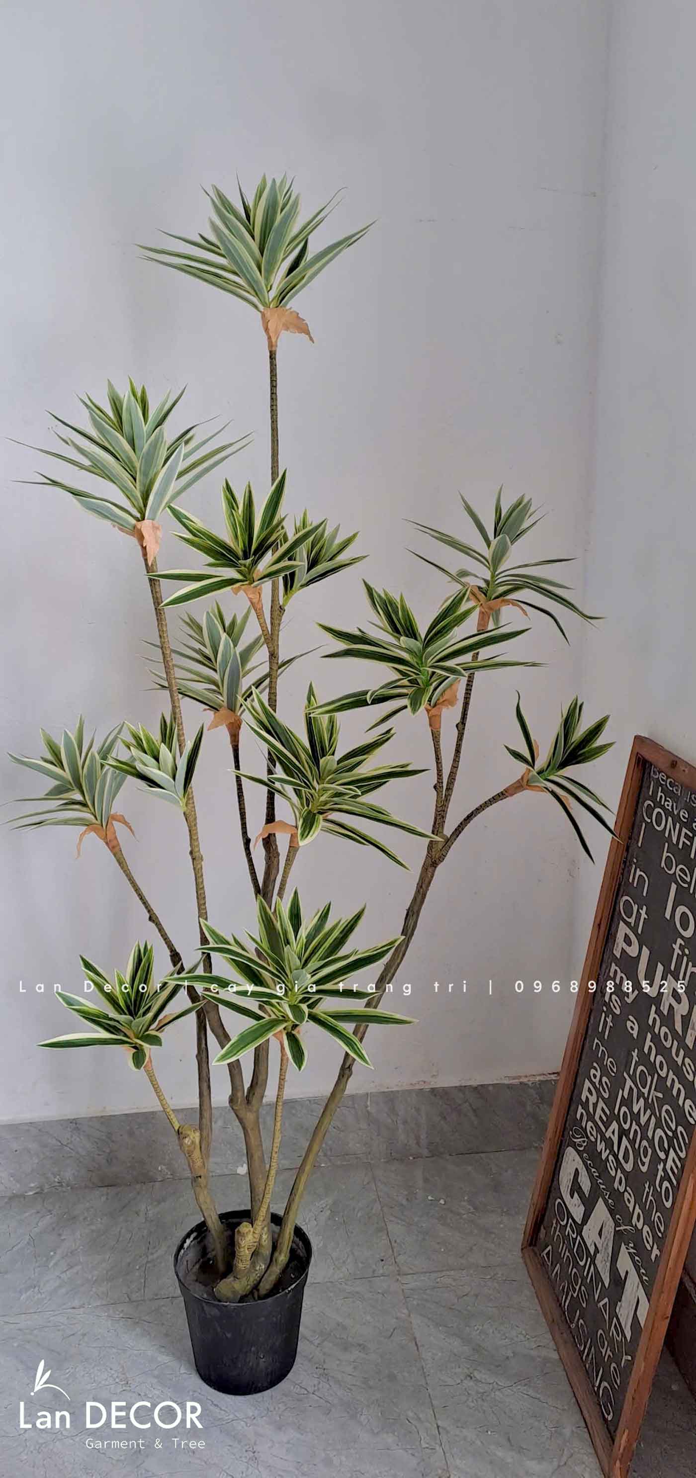 Cây Phát Tài Decor Nội Thất Độc Đáo (150cm)- CC957