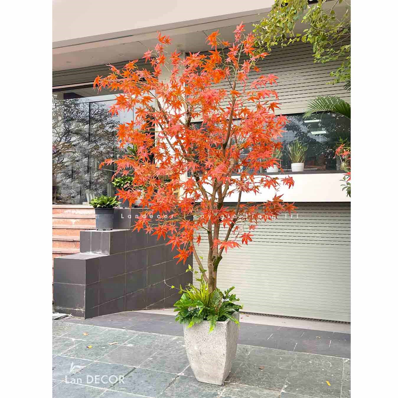 TỔNG HỢP NHỮNG MẪU CÂY PHONG LÁ ĐỎ CHUYỂN MÀU RỰC RỠ