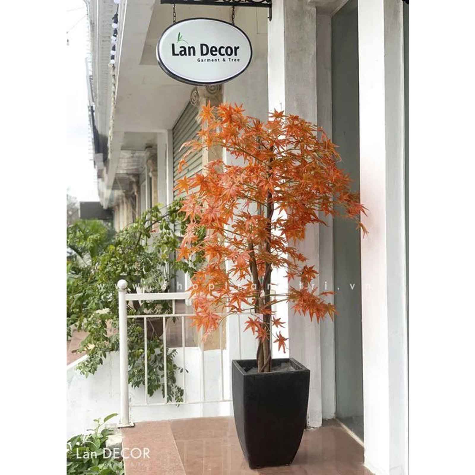 Cây phong lá đỏ trang trí nội thất đẹp (165cm)- LC2787