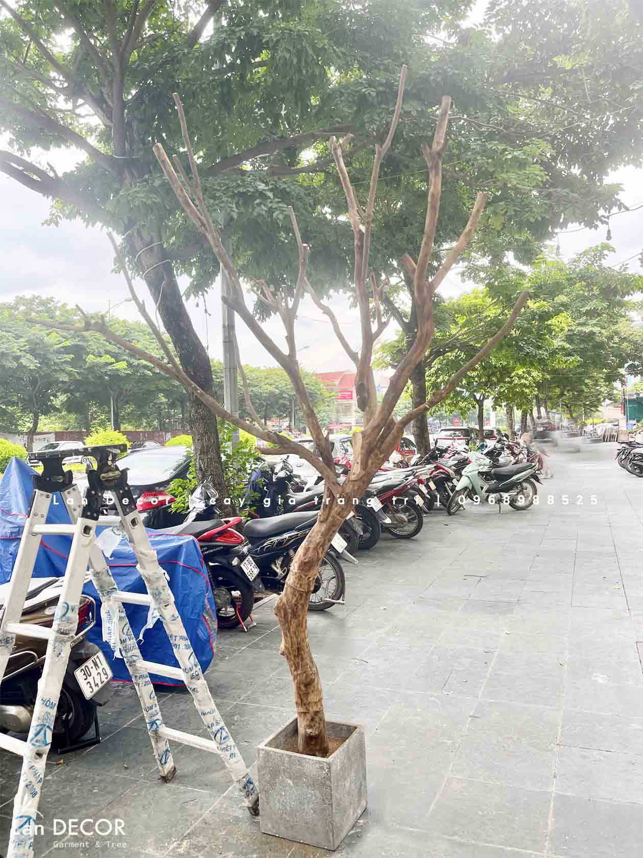 CÂY PHONG TRANG TRÍ CỬA HÀNG, VĂN PHÒNG NỔI BẬT (2m5-2m8) - CC787