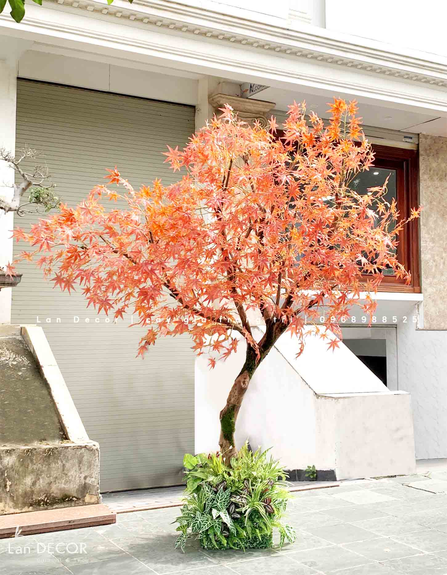 CÂY PHONG TRANG TRÍ CỬA HÀNG, VĂN PHÒNG NỔI BẬT (2m5-2m8) - CC787