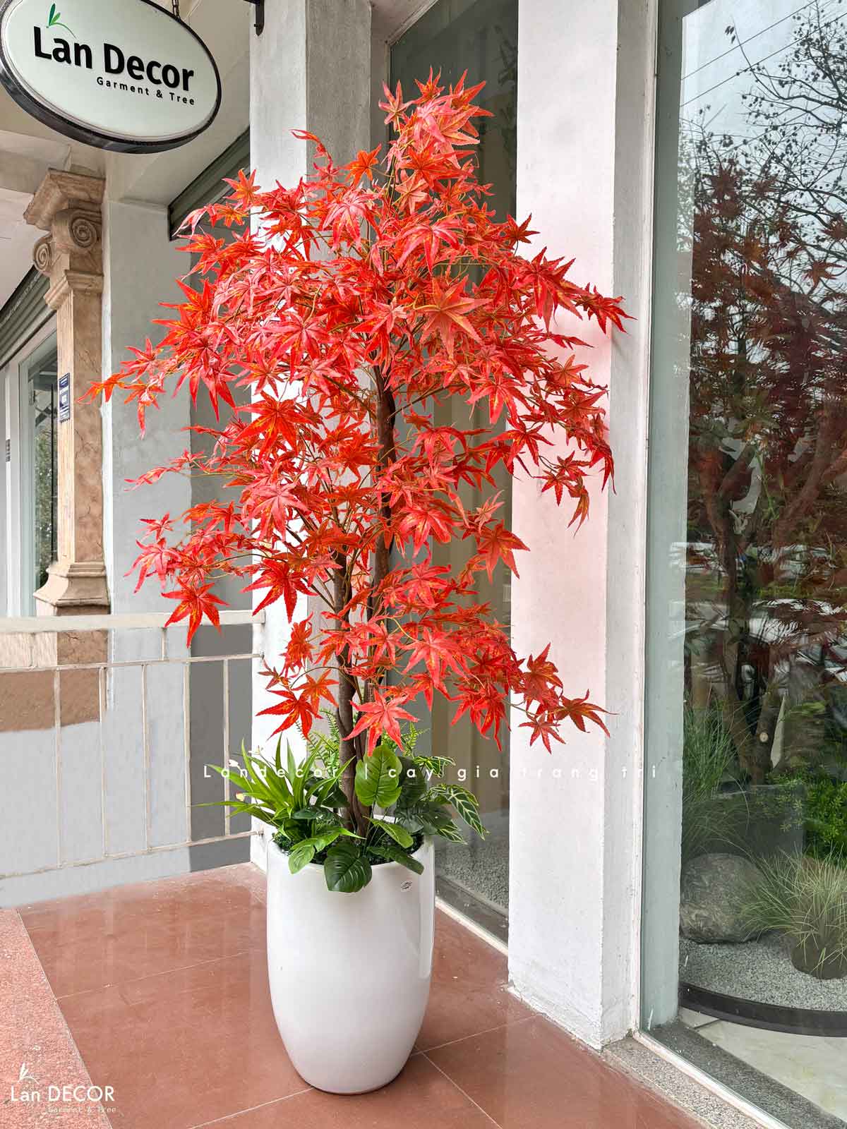 Cây phong lá đỏ trang trí nội thất đẹp (165cm)- LC2787