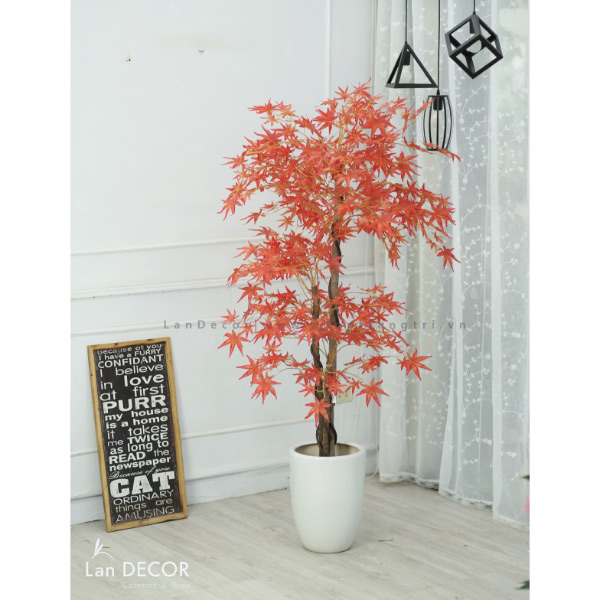 Cây phong lá đỏ trang trí nội thất đẹp (165cm)- LC2787