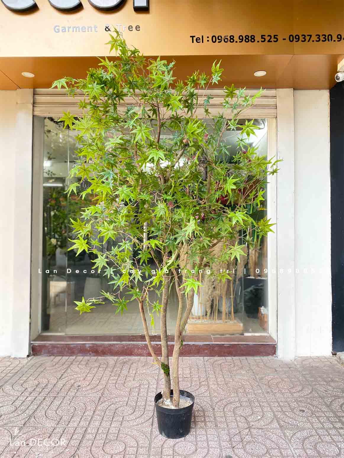 CÂY PHONG XANH TRANG TRÍ BẮT MẮT (2m5)- CC857