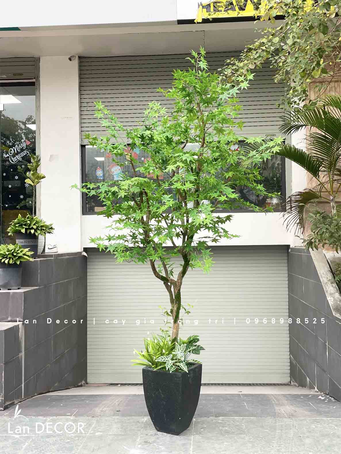 CÂY PHONG XANH LÁ GIẢ THIẾT KẾ LAN DECOR (2m6) - CC821