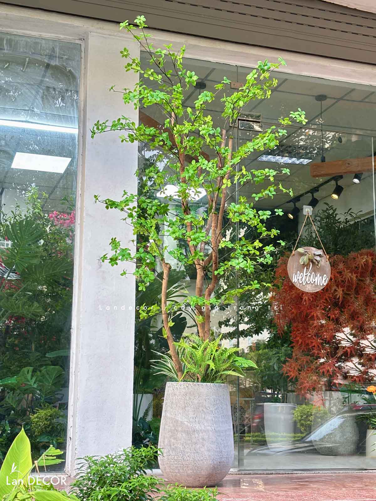 CÂY THẠCH NAM NHẬT BẢN LANDECOR (2M3) - CC665