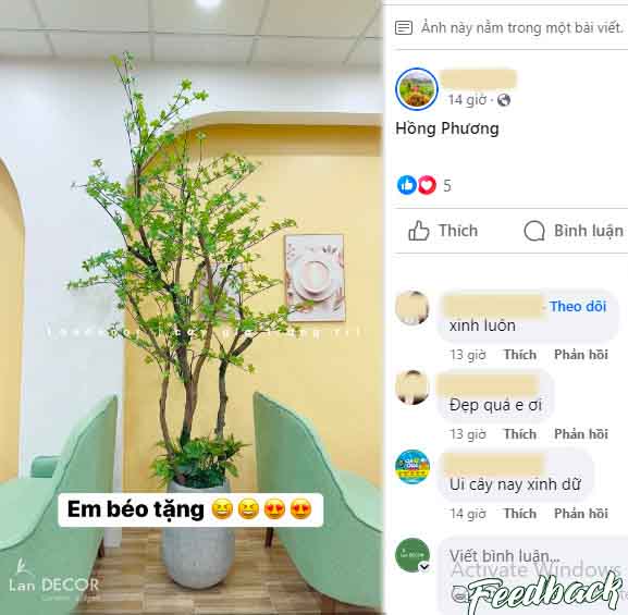 CÂY THẠCH NAM NHẬT BẢN LANDECOR (2M3) - CC665