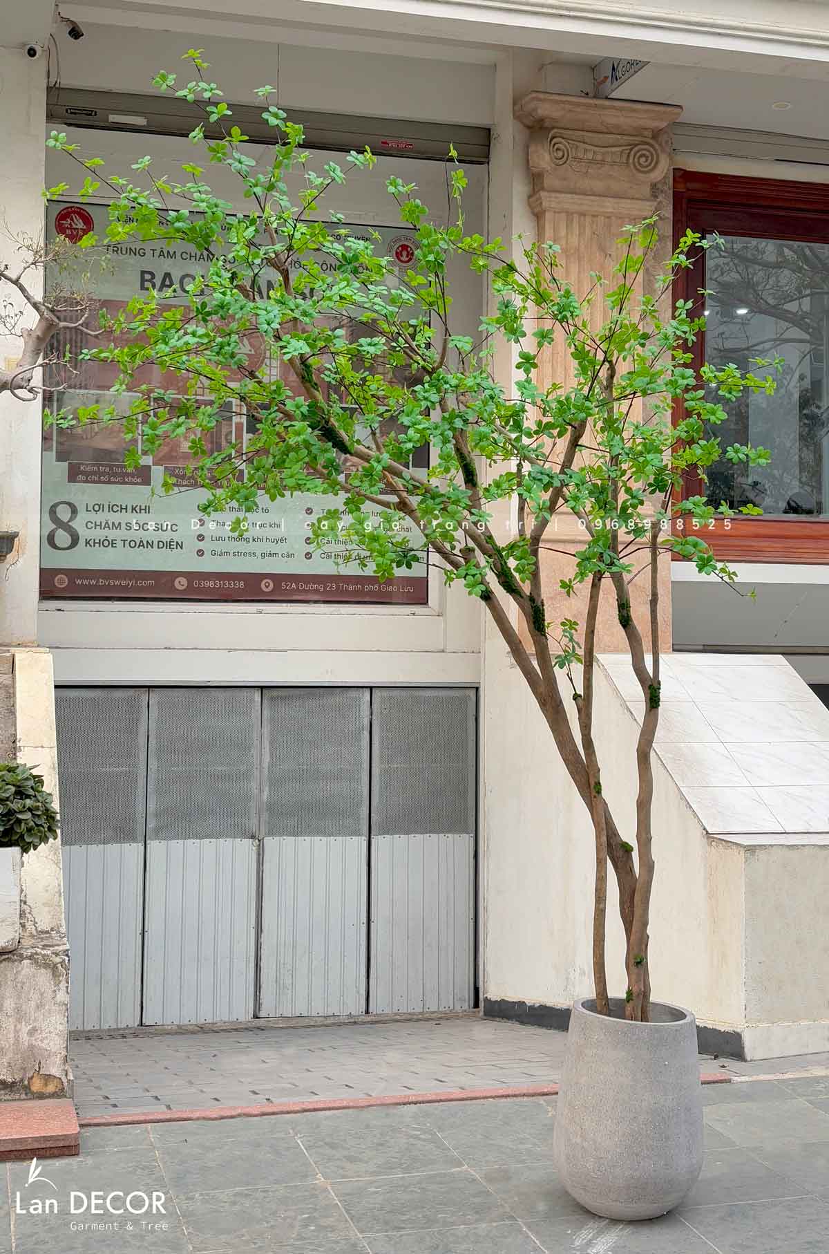 Cây Giả Trang Trí- Cây Thạch Nam Dáng Huyền Decor Ấn Tượng (2m8)- CC1013