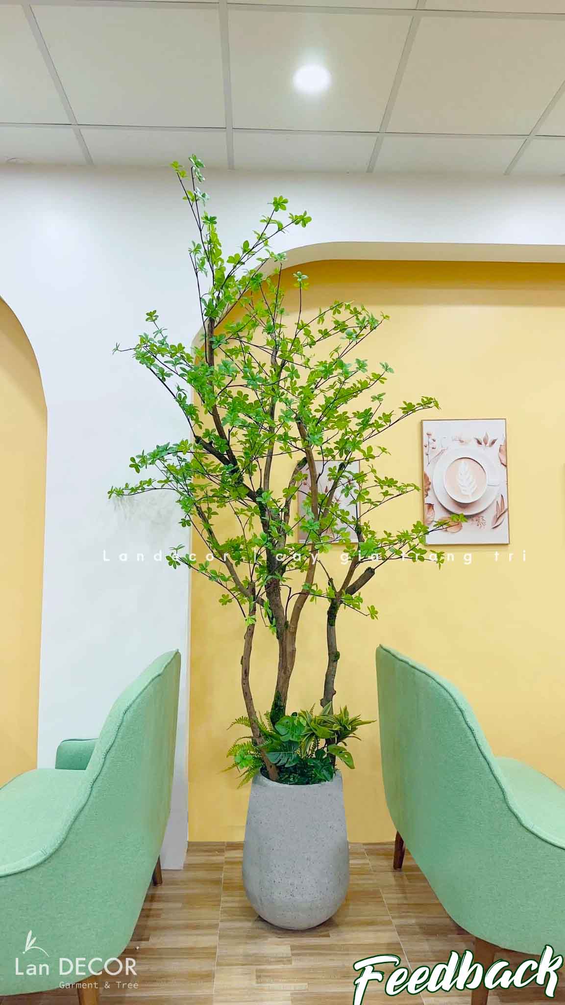 CÂY THẠCH NAM NHẬT BẢN LANDECOR (2M3) - CC665