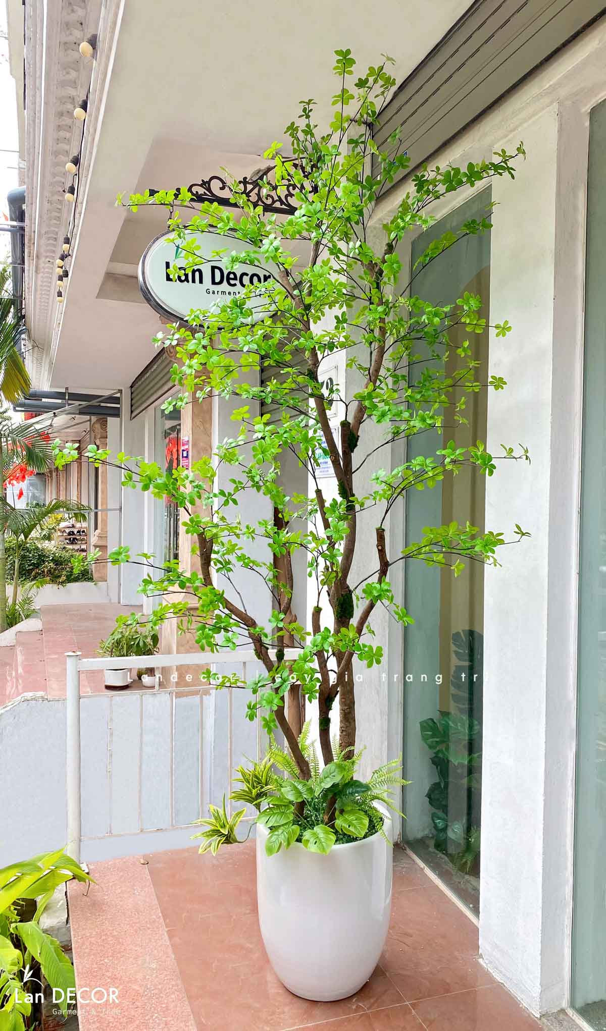 CÂY THẠCH NAM NHẬT BẢN THÂN GỖ THIẾT KẾ LAN DECOR (2.5M) - CC800