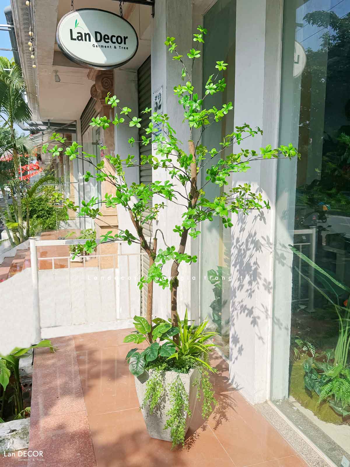 CÂY THẠCH NAM NHẬT BẢN THÂN GỖ THIẾT KẾ LAN DECOR (160cm)- CC840