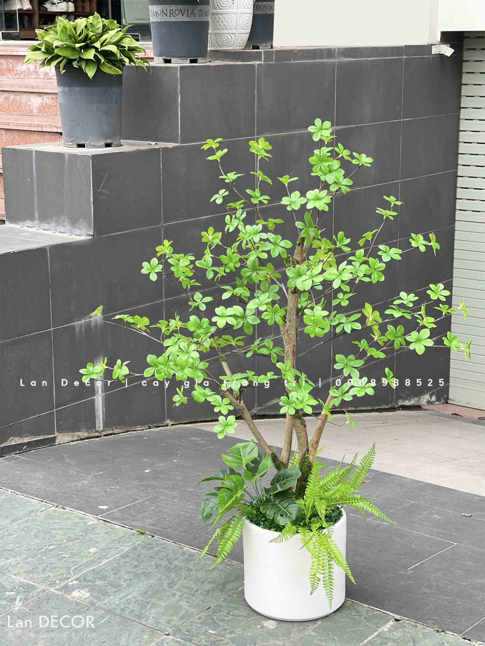 CHẬU CÂY THẠCH NAM THÂN GỖ TRANG TRÍ TỰ NHIÊN (130cm)- CC826