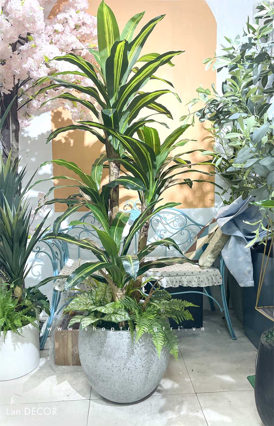 Cây thiết mộc lan tiểu cảnh trang trí nội thất -  LC2855 mix