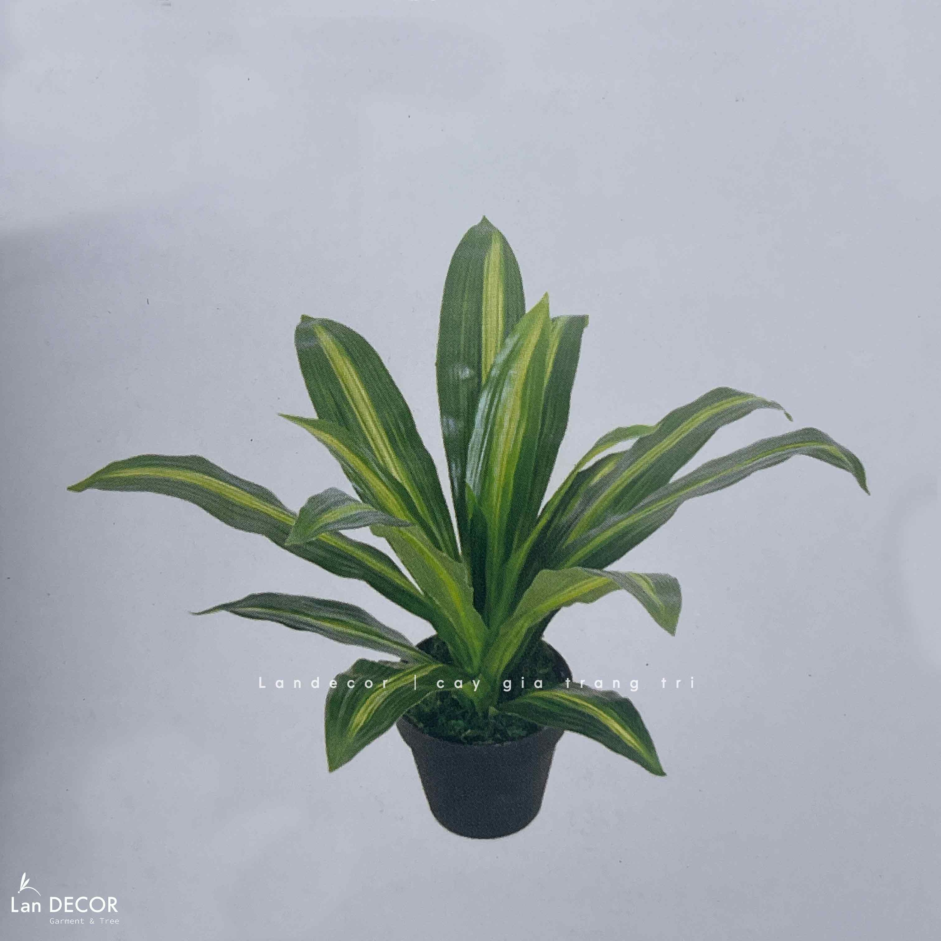 Cây Giả Trang Trí- Cây Thiết Mộc Lan Giả Decor Không Gian Sống Xanh (40cm)- LC2595-1