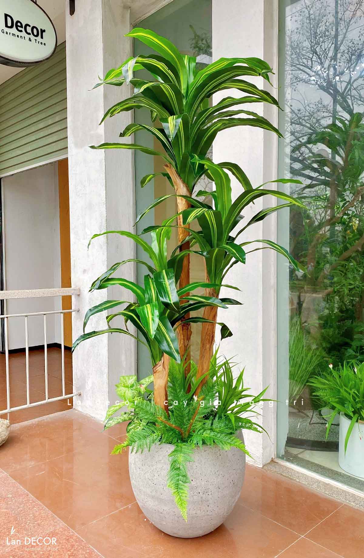 Cây thiết mộc lan tiểu cảnh trang trí nội thất -  LC2855 mix