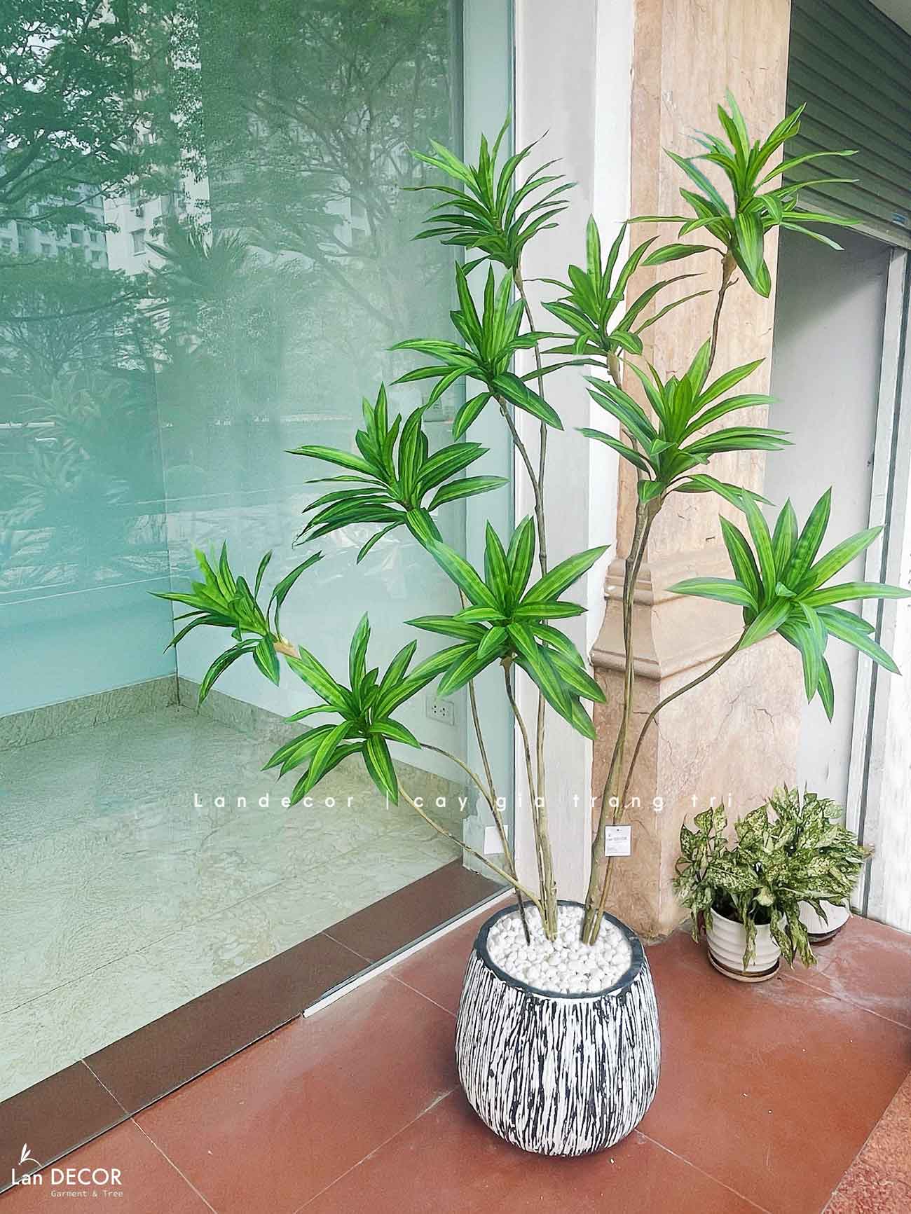 cay-thiet-moc-lan-gia