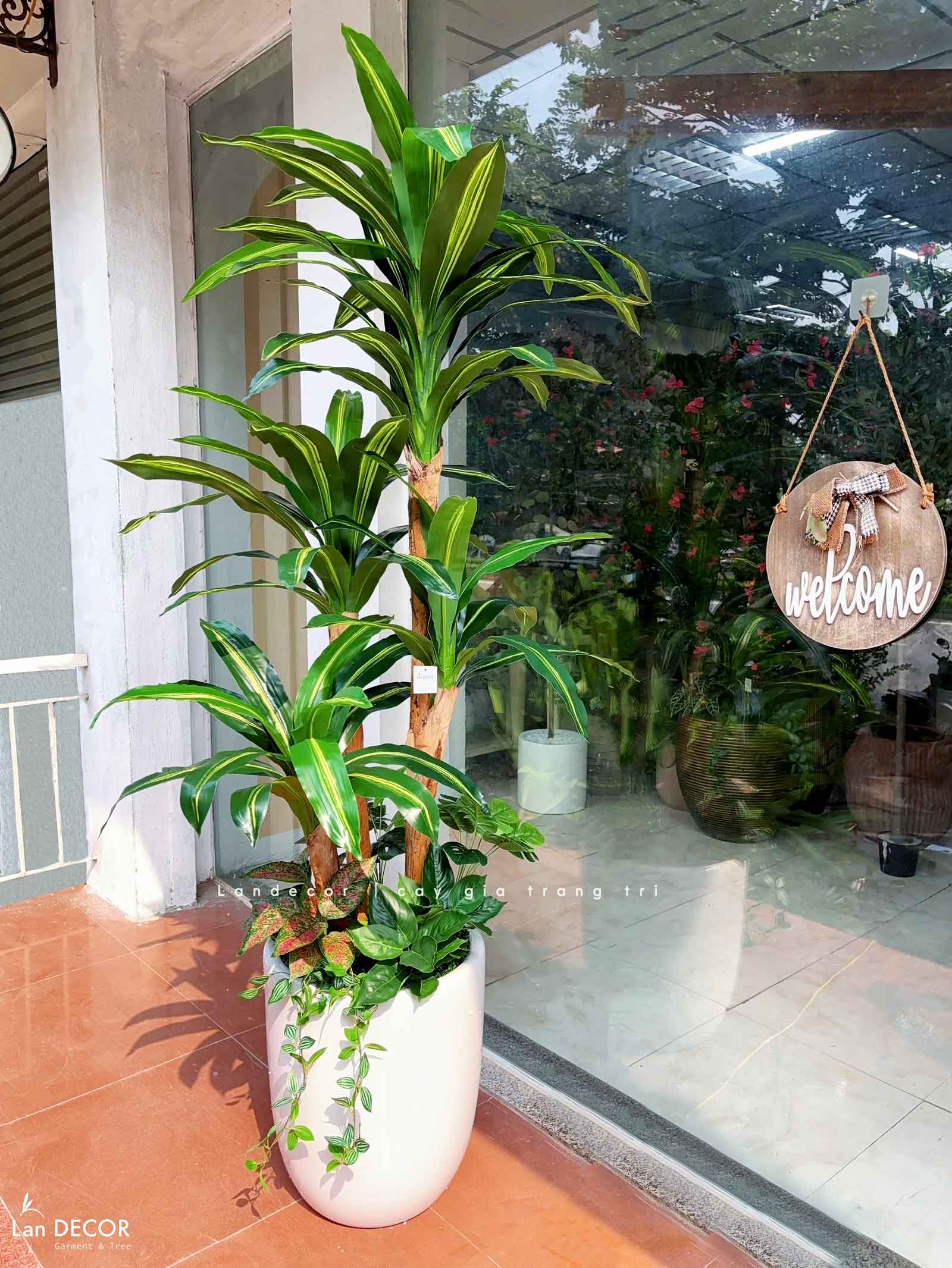Cây thiết mộc lan tiểu cảnh trang trí nội thất -  LC2855 mix