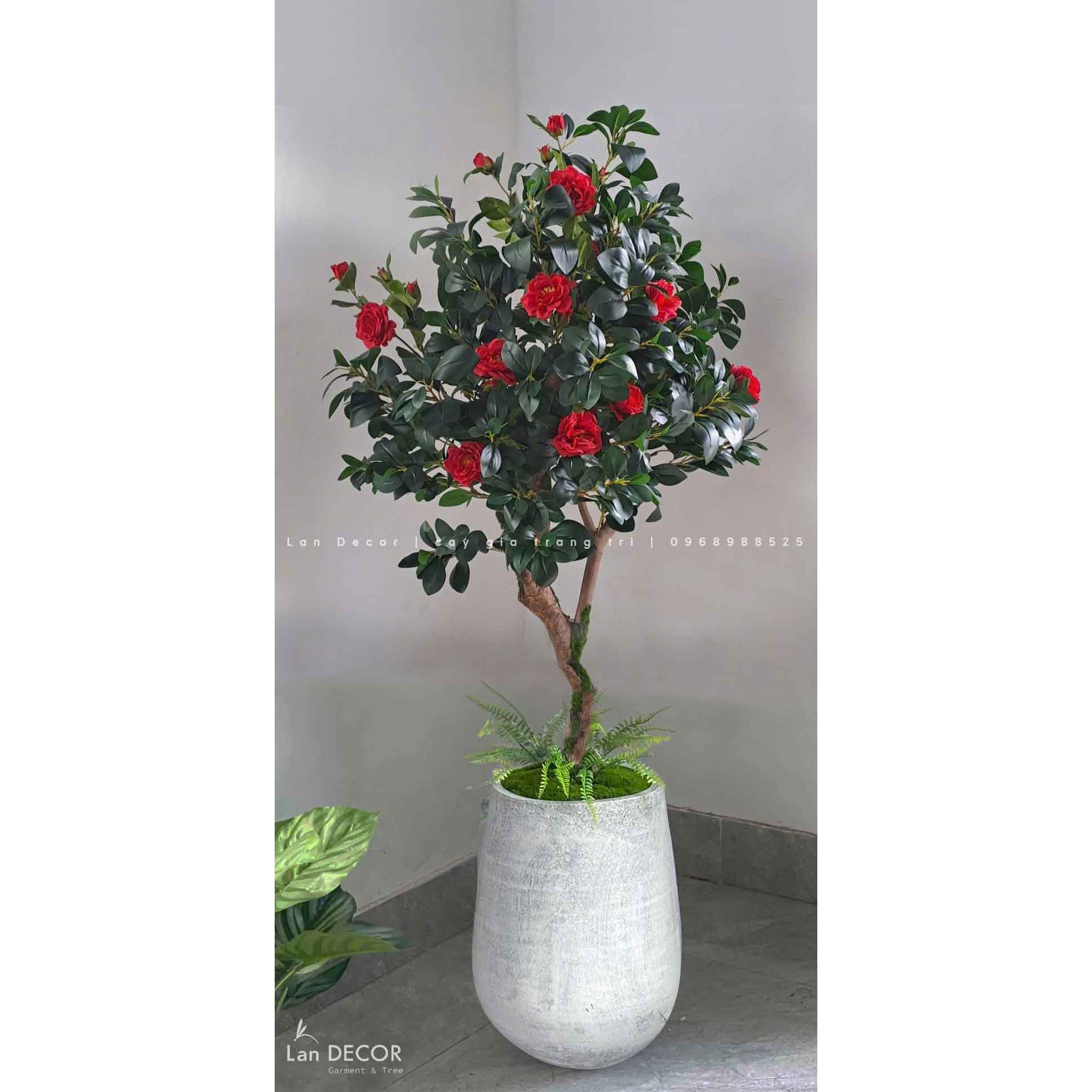 Chậu cây trà đỏ trang trí nhà đẹp (170cm)- CC960