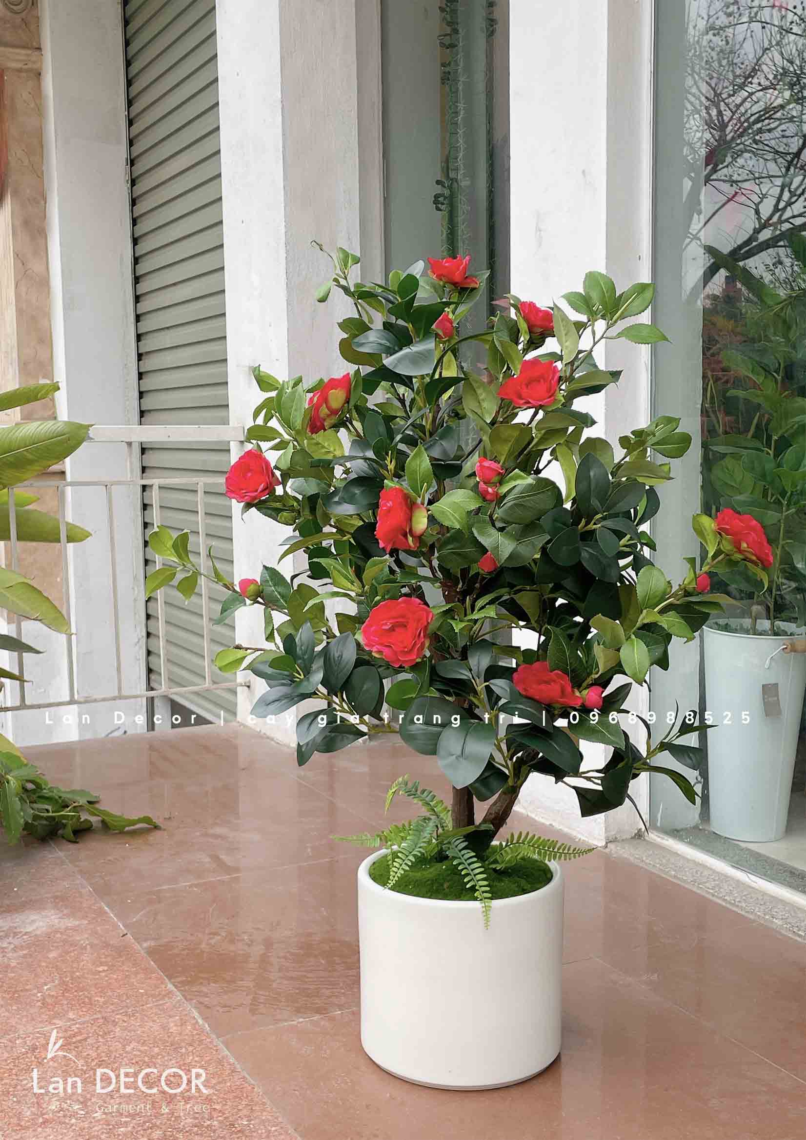 CHẬU CÂY HOA TRÀ TRANG TRÍ NHÀ ĐẸP (1m)- CC819