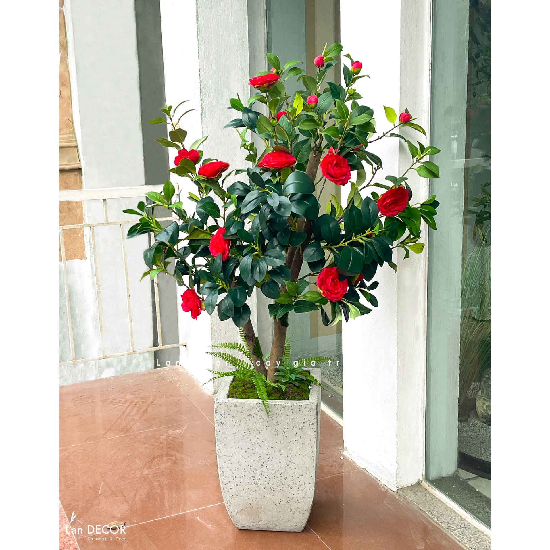 CÂY TRÀ ĐỎ ĐẸP NỔI BẬT VƯỜN NHÀ LAN DECOR (140CM)- CC762