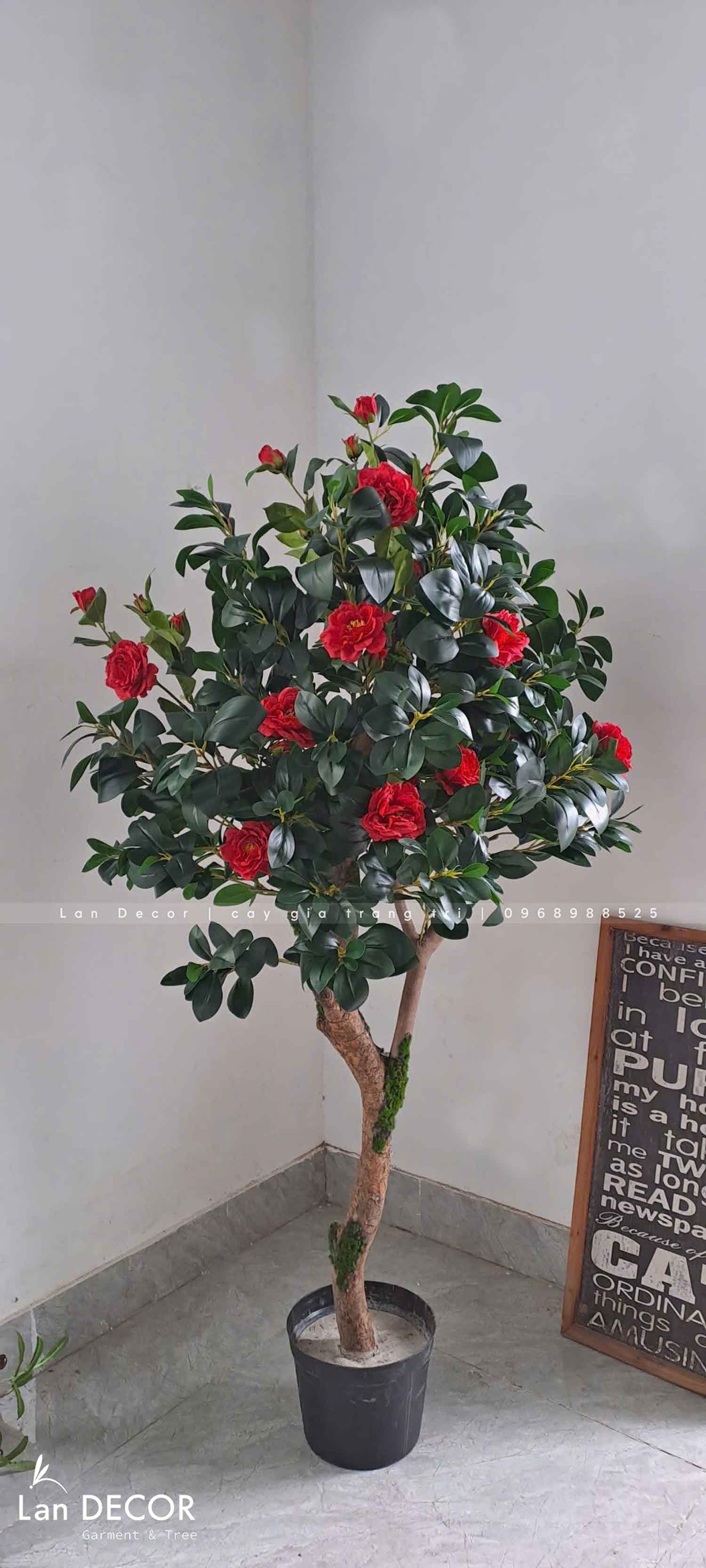 Chậu cây trà đỏ trang trí nhà đẹp (170cm)- CC960