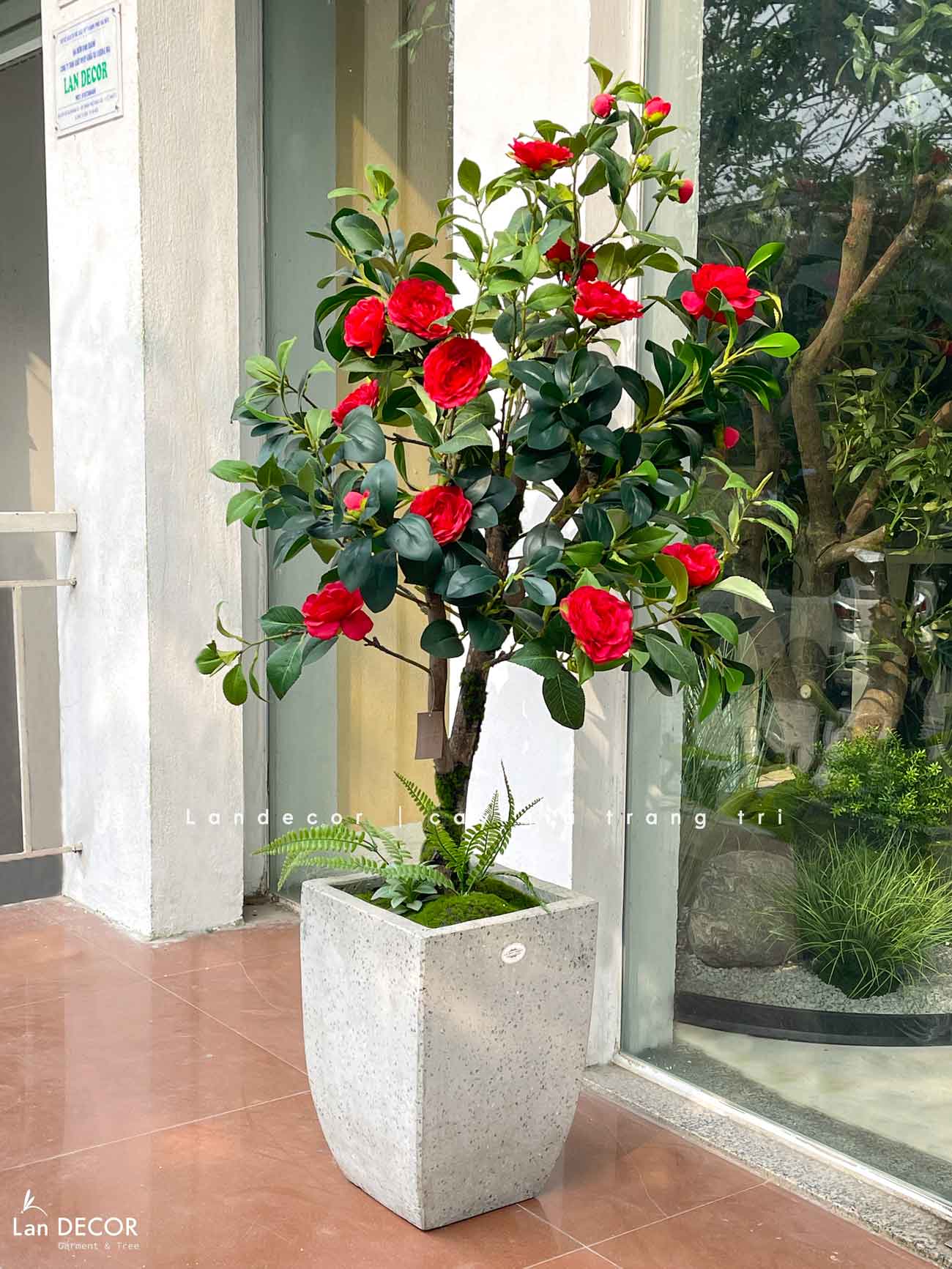 CÂY TRÀ ĐỎ ĐẸP NỔI BẬT VƯỜN NHÀ LAN DECOR (140CM)- CC762