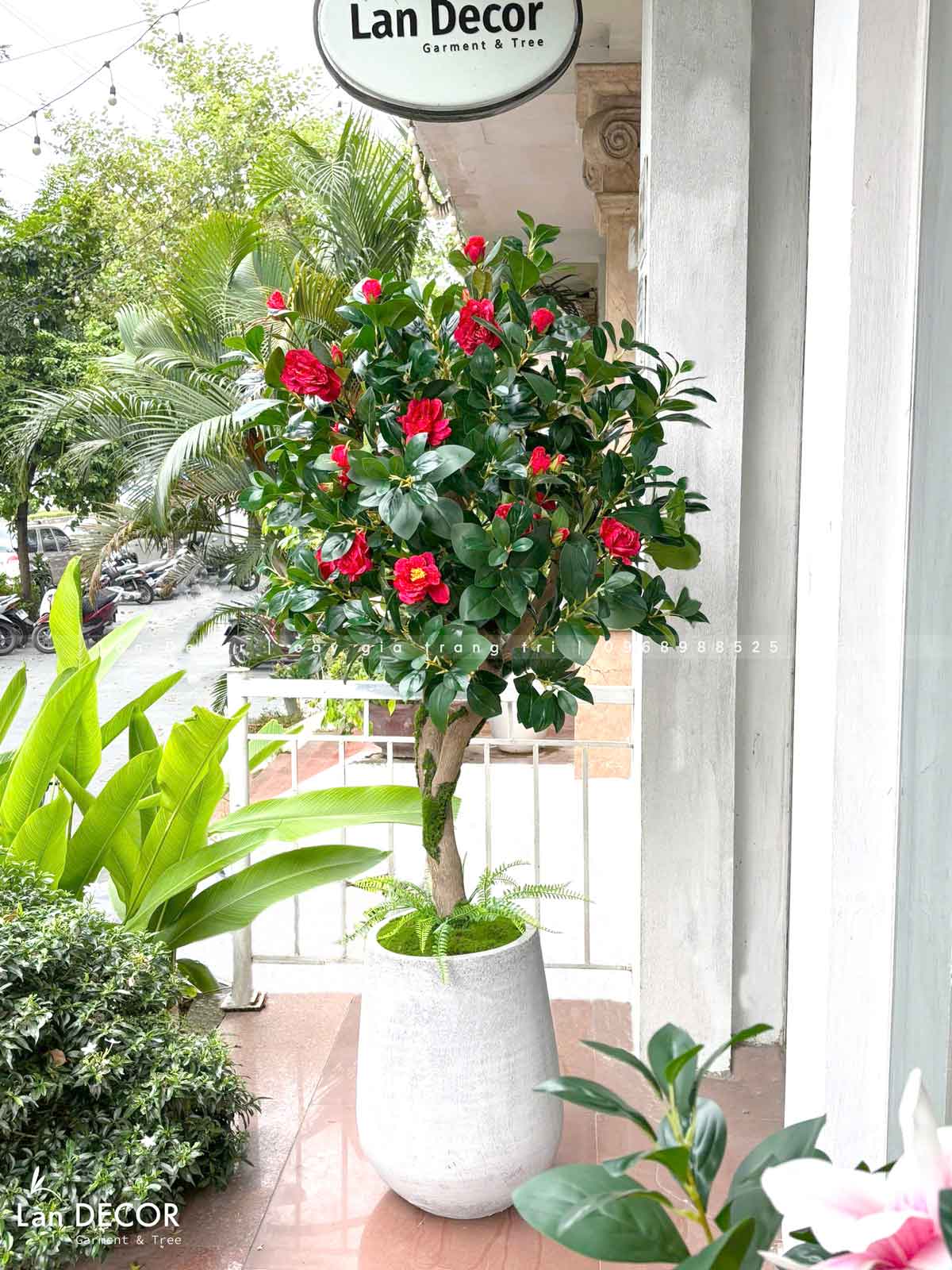 Chậu cây trà đỏ trang trí nhà đẹp (170cm)- CC960