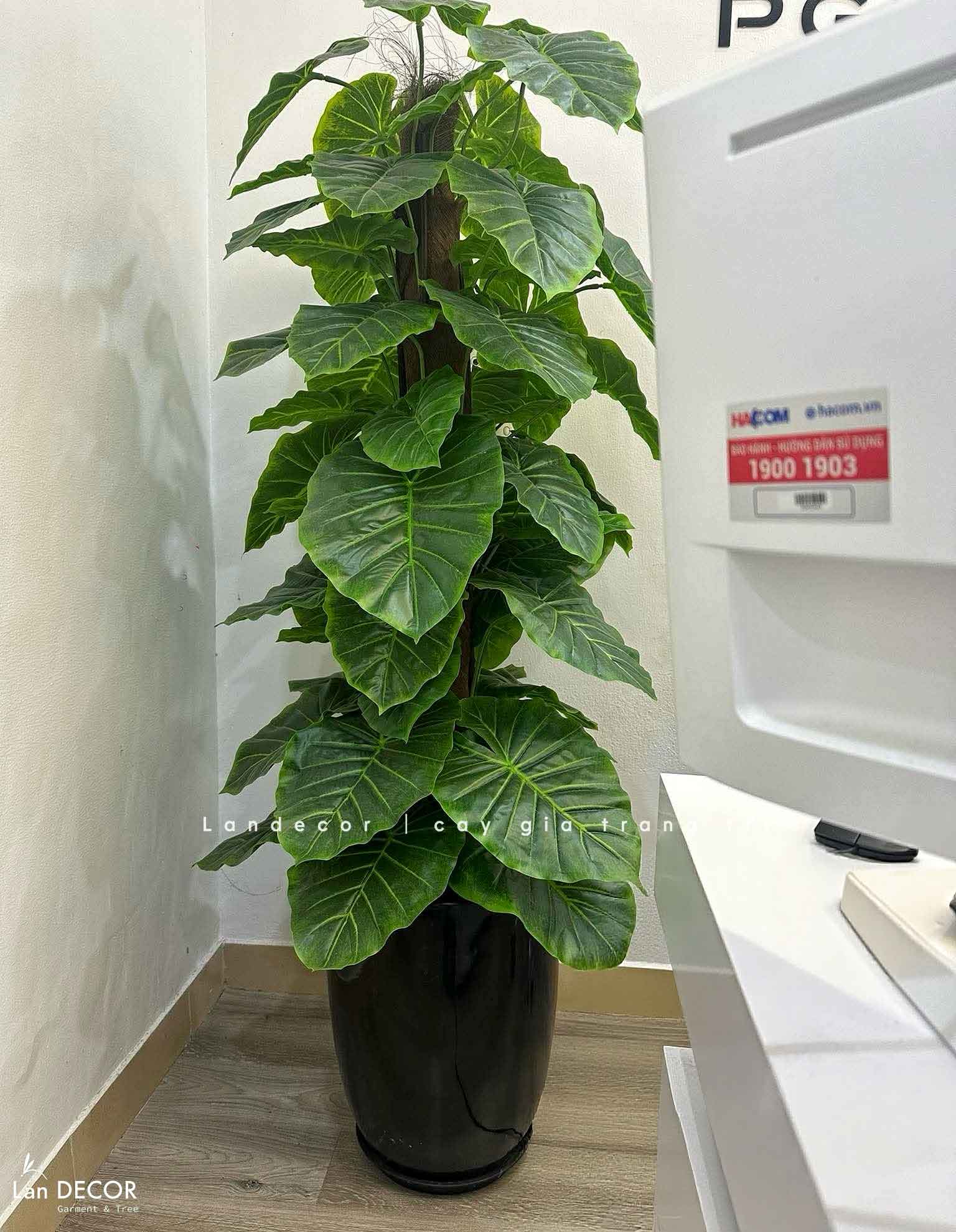 CÂY TRẦU BÀ CỘT TRANG TRÍ NỘI THẤT ĐẸP (145cm) - LC1992-1