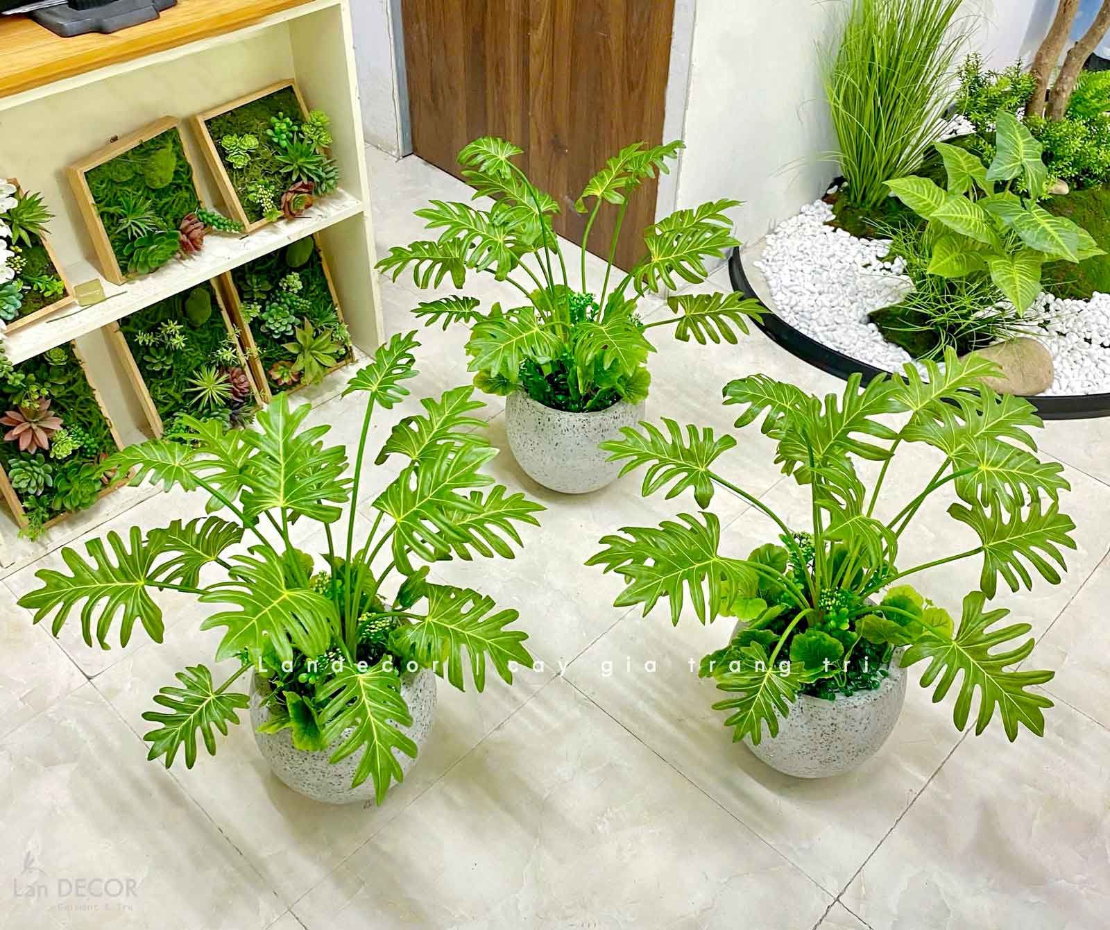 CHẬU CÂY TRẦU BÀ THANH XUÂN TRANG TRÍ NHÀ ĐẸP - CC677