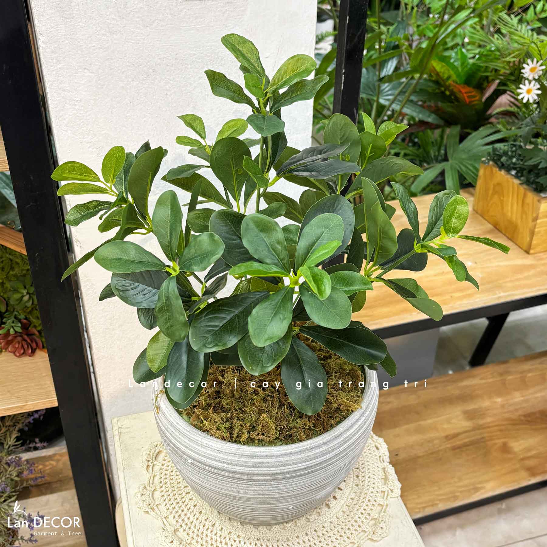 Cây Giả Để Bàn - Chậu Cây Ngũ Da Bì Giả Để Bàn Trang Trí (50cm) - CC1453