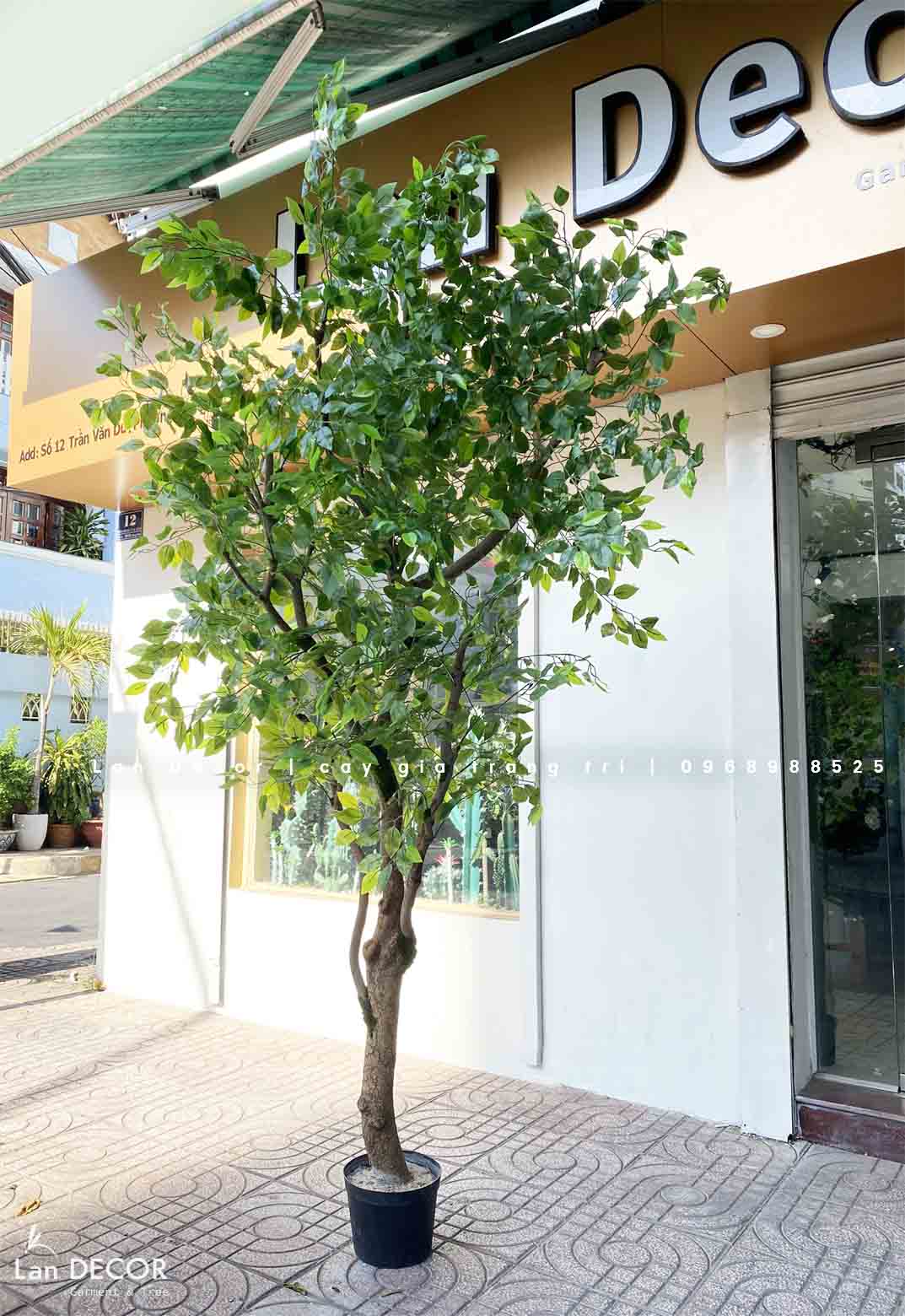 CÂY LÁ XANH THIẾT KẾ CUỐN HÚT CHO KHÔNG GIAN (3m)- CC842