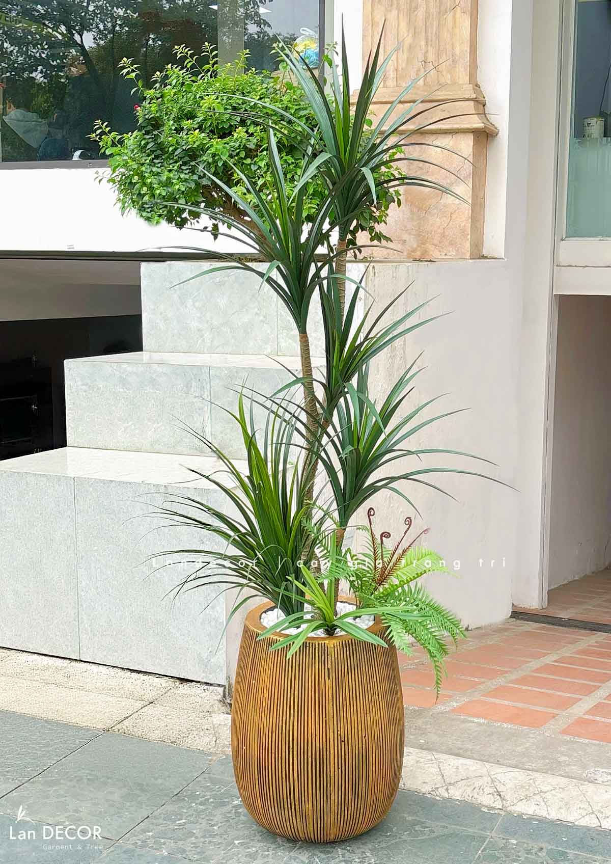 Cây Giả Decor- Cây Yucca Giả Decor Không Gian Phong Cách Sa Mạc Ấn Tượng (165cm)- LC3791