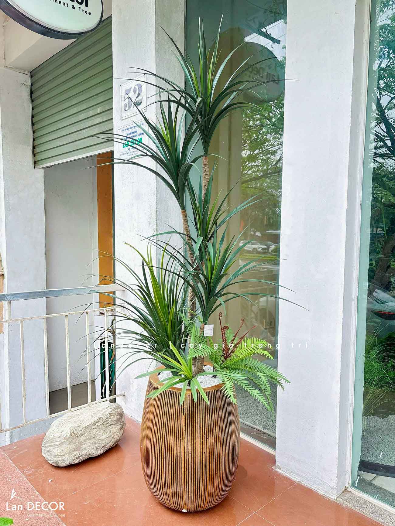 Cây Giả Decor- Cây Yucca Giả Decor Không Gian Phong Cách Sa Mạc Ấn Tượng (165cm)- LC3791