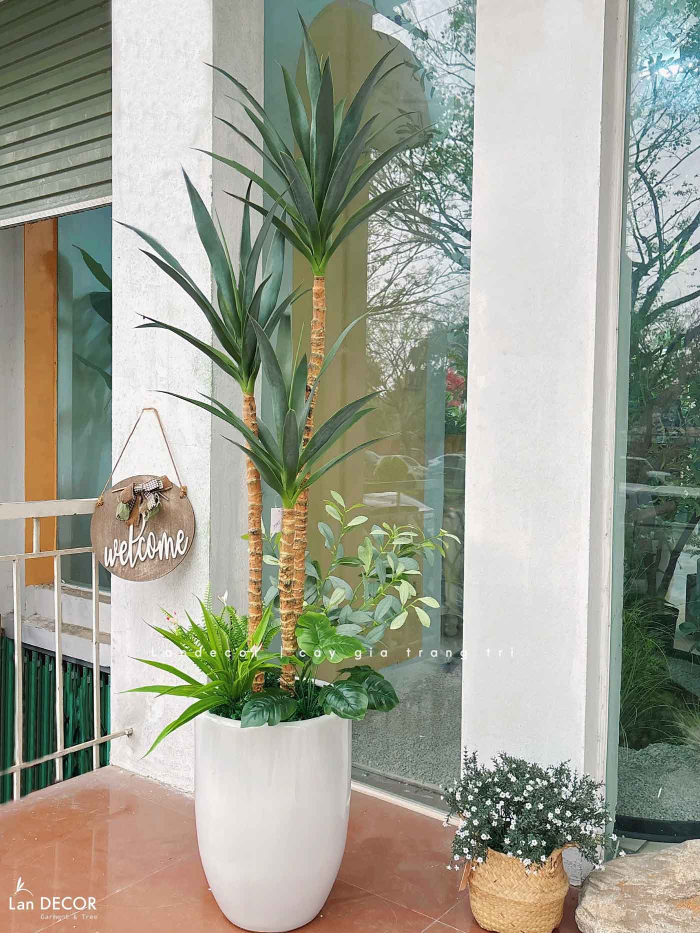 Cây Giả Tiểu Cảnh- Cây Yucca Giả Trang Trí Cửa Hiệu Độc Đáo (160cm)- LC3866
