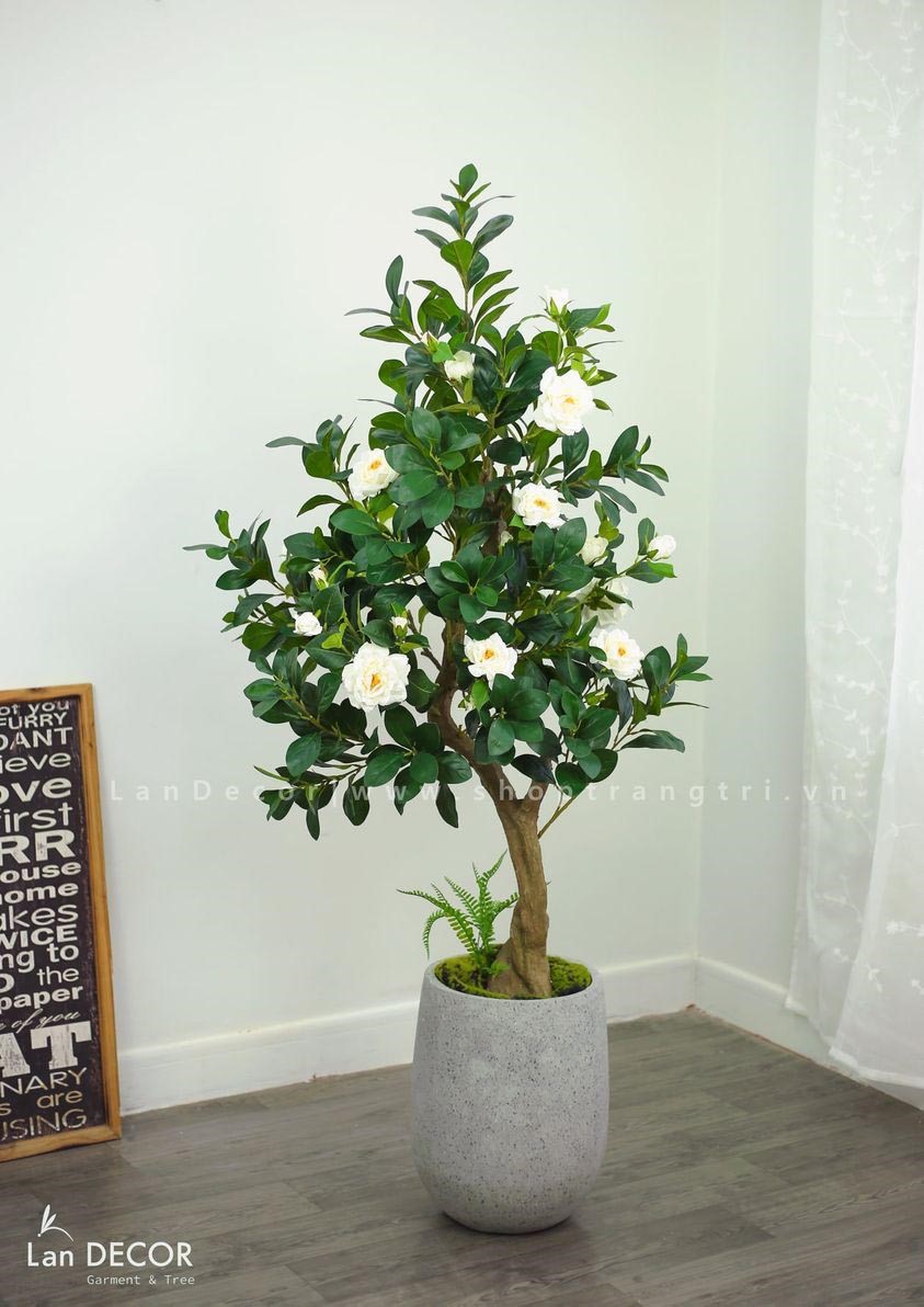 TỔNG HỢP NHỮNG CHẬU CÂY TRÀ DECOR ĐẸP NỔI BẬT