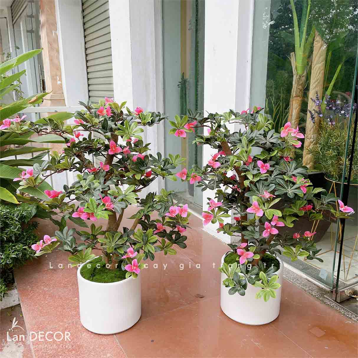 TỔNG HỢP CHẬU CÂY HOA ĐỖ QUYÊN TRANG TRÍ NỘI THẤT