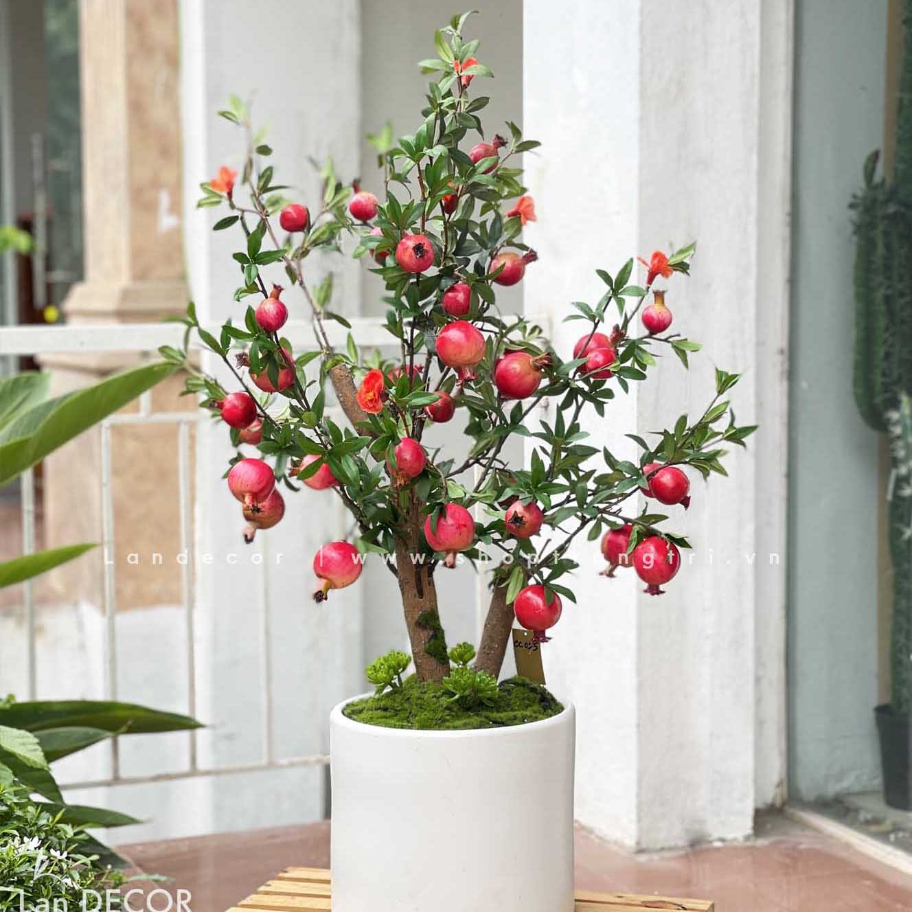 CÂY LỰU GIẢ TRANG TRÍ- TỔNG HỢP NHỮNG CHẬU CÂY LỰU TRƯNG TẾT MANG LẠI MAY MẮN