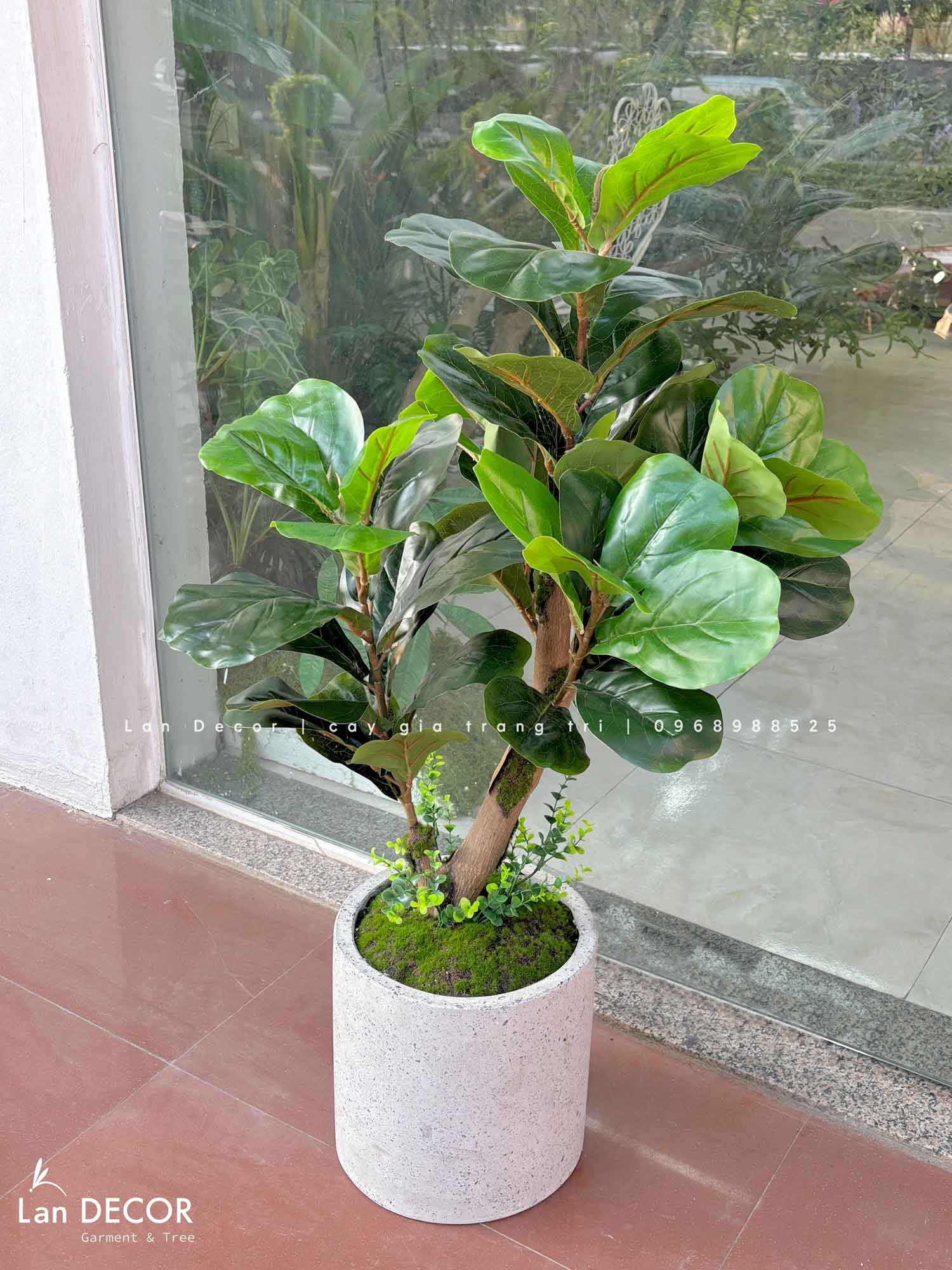 Cây Bàng Singapore Decor Nhà Hiện Đại (100cm)- CC1002