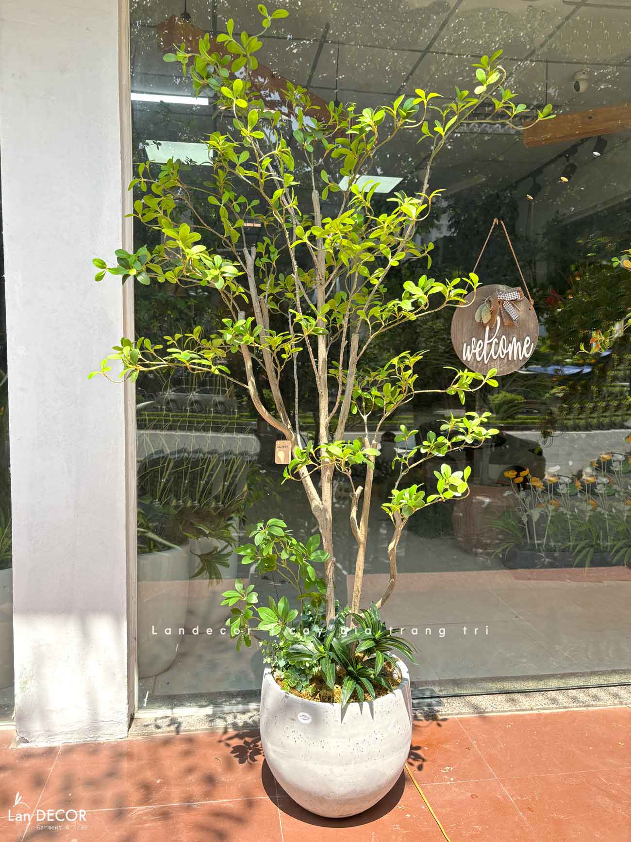 Cây Giả Tiểu Cảnh - Cây Bàng Nhật Giả Lá Xanh Decor Cửa Hiệu, Quán Cafe- CC1493