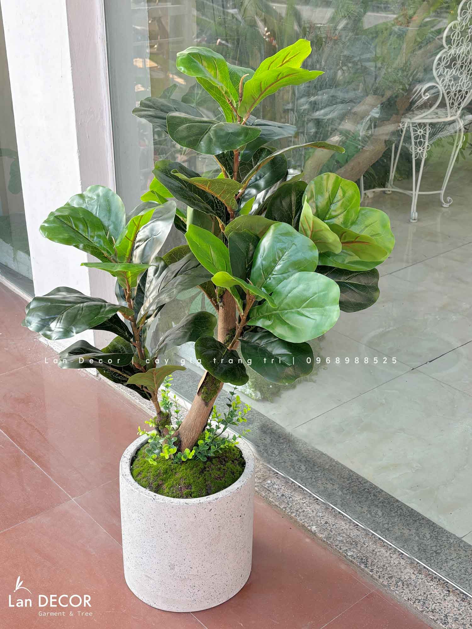 Cây Bàng Singapore Decor Nhà Hiện Đại (100cm)- CC1002