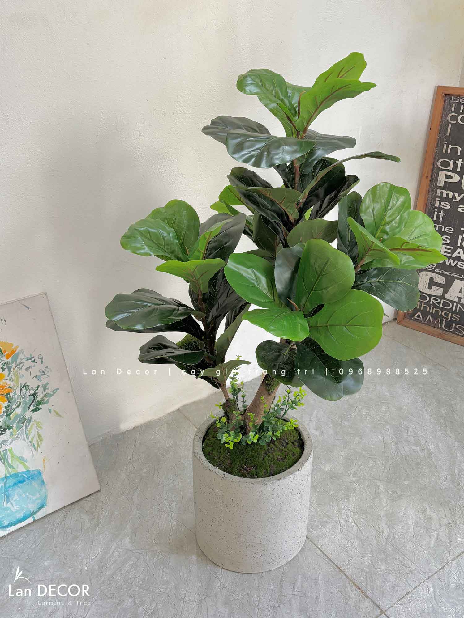 Cây Bàng Singapore Decor Nhà Hiện Đại (100cm)- CC1002