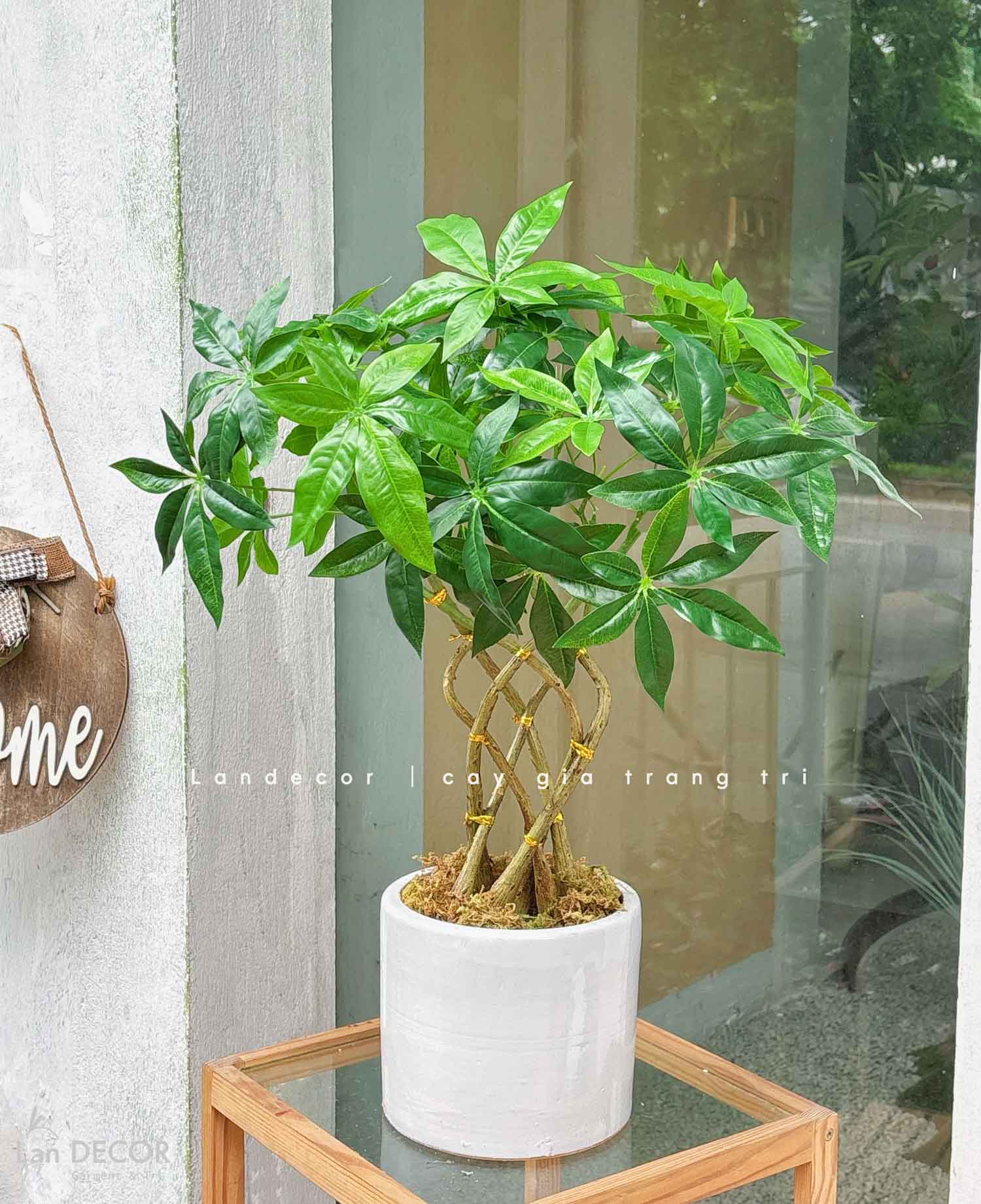 Cây Giả - Chậu Cây Kim Ngân Dáng Bonsai Decor Độc Đáo (55cm)- LC3764