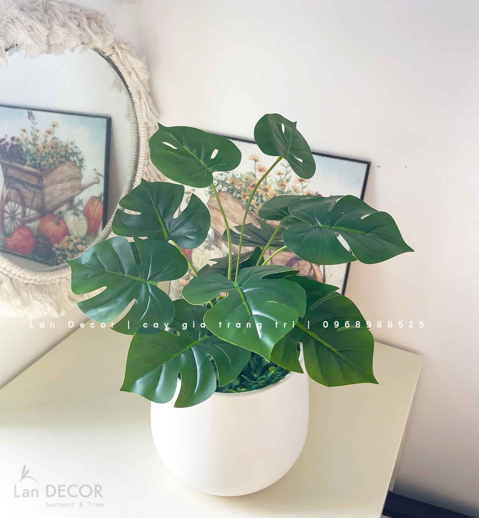 CHẬU TRẦU BÀ LÁ KHÍA ĐỂ BÀN XANH MÁT- CC898