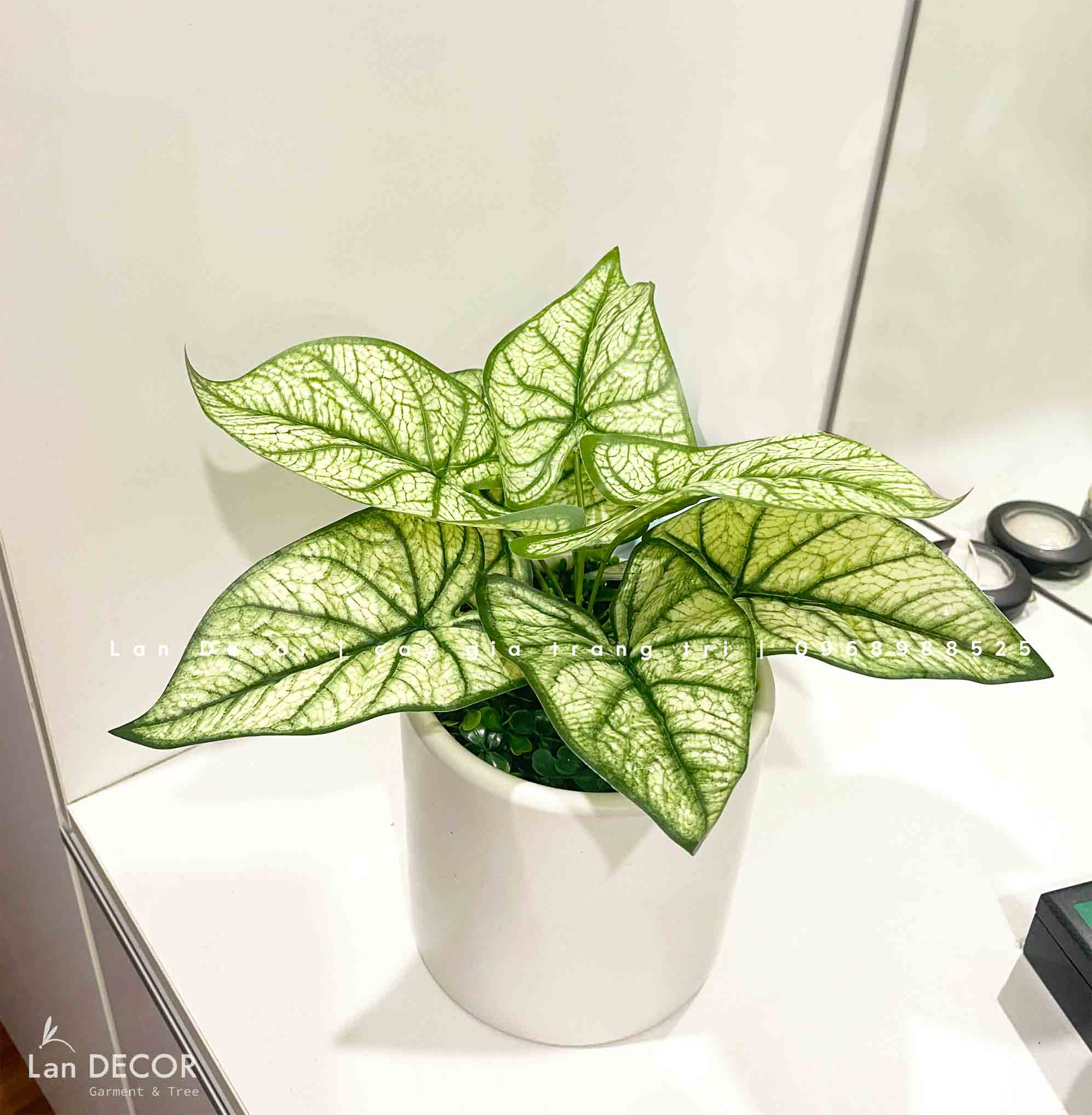 CHẬU CÂY LÁ MÔN XANH ĐỂ BÀN VĂN PHÒNG- CC900