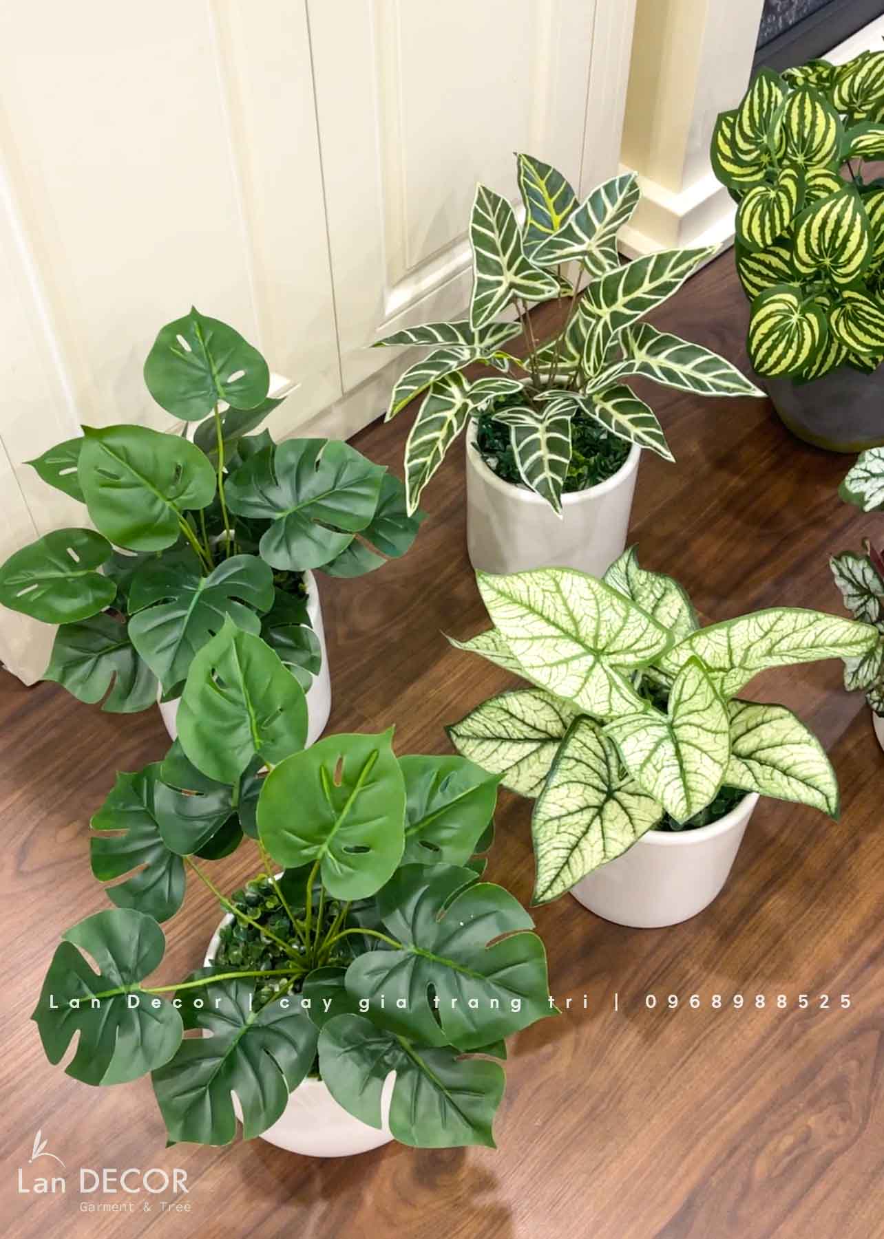 CHẬU CÂY LÁ SỌC DƯA HẤU TRANG TRÍ TỦ KỆ- CC902