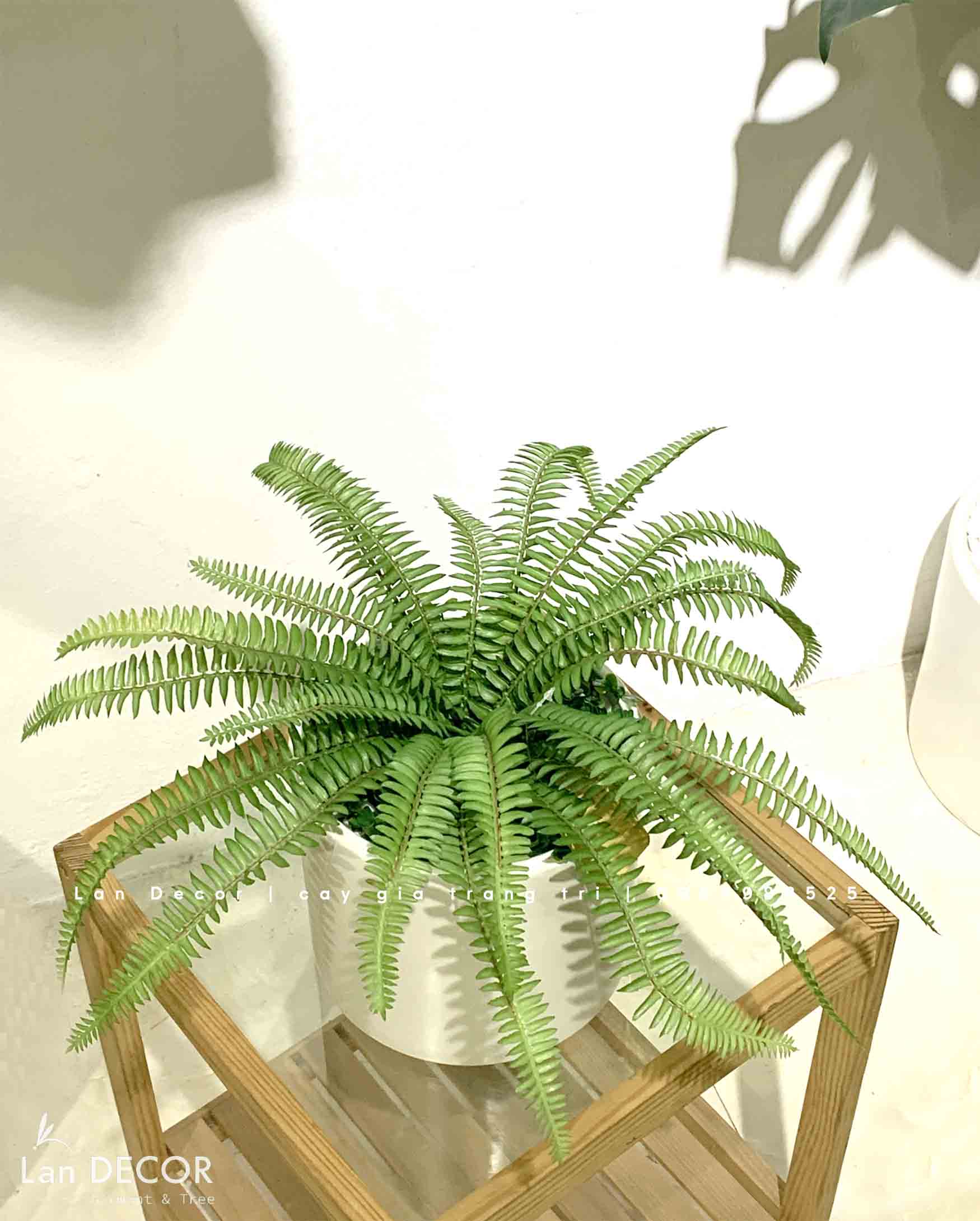 DECOR NHÀ CỬA VỚI CHẬU DƯƠNG XỈ GÂN ĐỘC ĐÁO- CC876