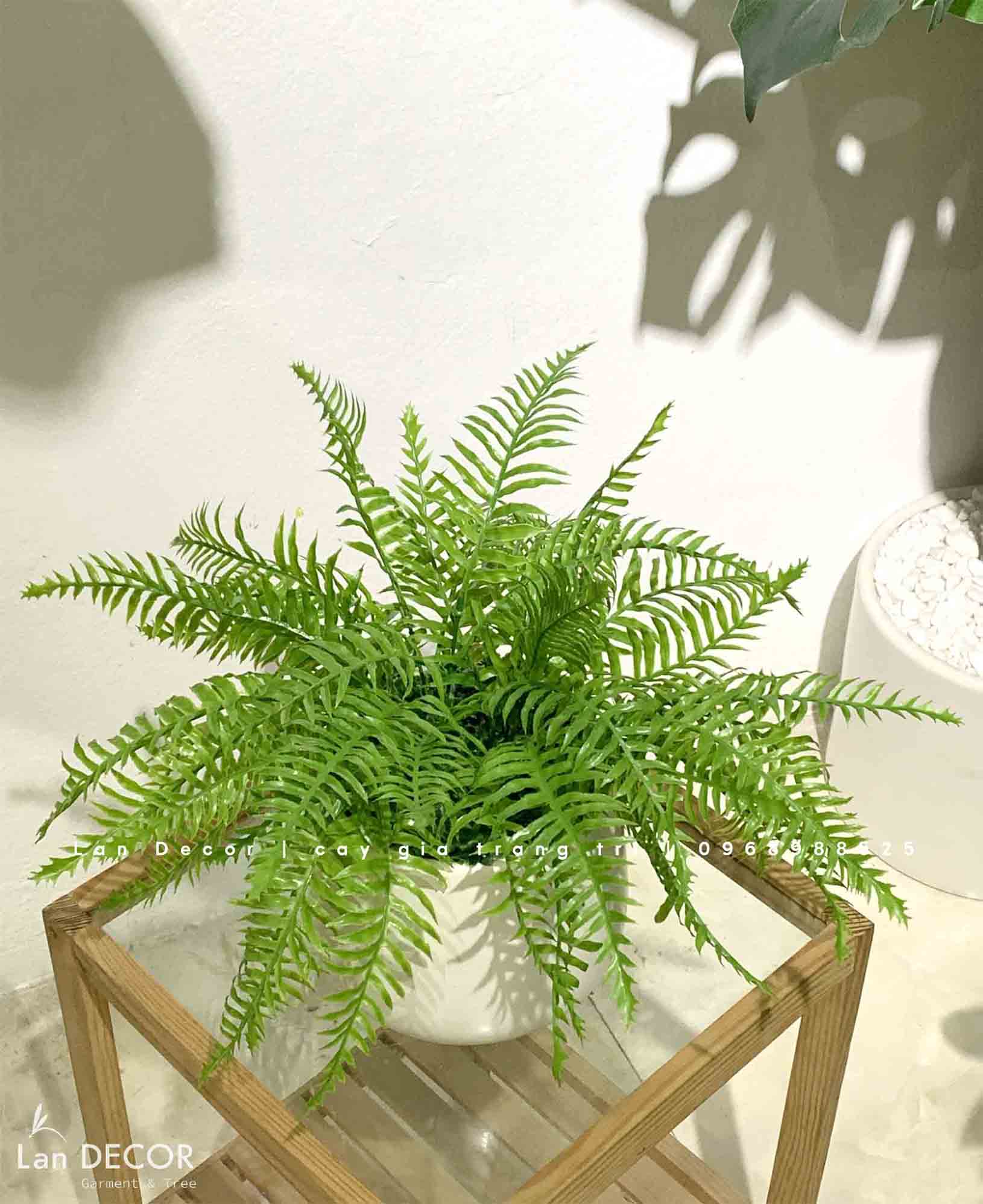 CHẬU DƯƠNG XỈ TRANG TRÍ KỆ TỦ - CC877