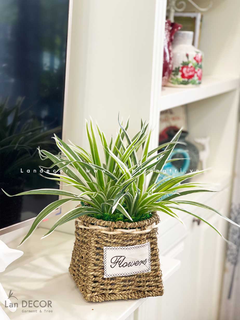 GIỎ CÂY TÓC TIÊN ĐỂ BÀN TRANG TRÍ NHÀ ĐẸP- CC693