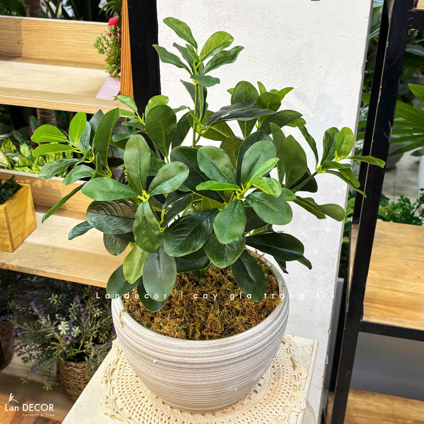 Cây Giả Để Bàn - Chậu Cây Ngũ Da Bì Giả Để Bàn Trang Trí (50cm) - CC1453