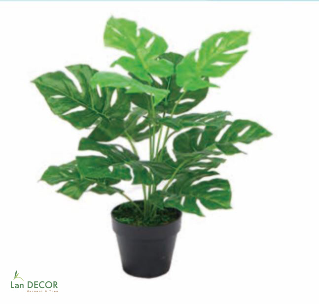 Cây lá rùa để bàn trang trí nhà đẹp (45cm) - LC2026-2